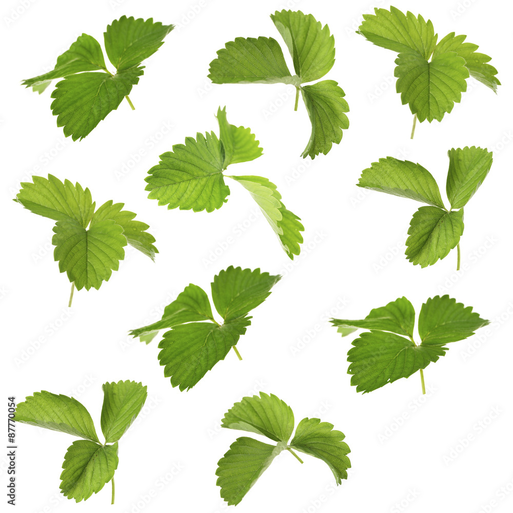 Strawberry leaves, isolated on white