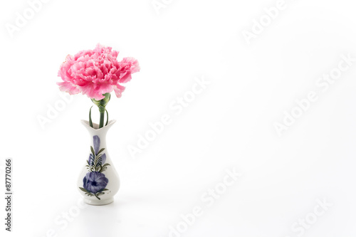 pink carnations flower