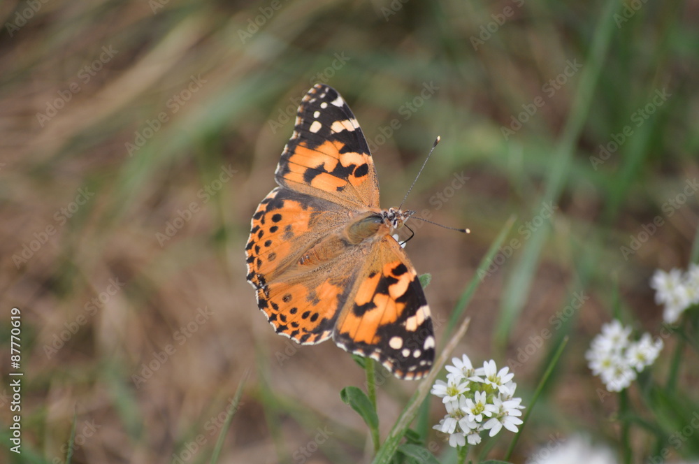Distelfalter (Vanessa cardui) auf weißen Blüten und grüne Blätter im HIntergrund Distelfalter (Vanessa cardui) auf weißen Blüten und grüne Blätter im HIntergrund