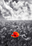 Red poppy flowers for Remembrance Day / Sunday