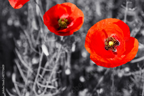 Fototapeta Naklejka Na Ścianę i Meble -  Red poppy flowers for Remembrance Day / Sunday