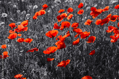 Fototapeta Naklejka Na Ścianę i Meble -  Red poppy flowers for Remembrance Day / Sunday