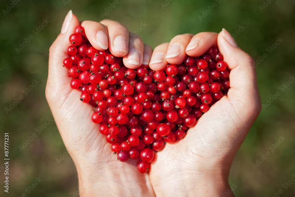 Woman hands, holding red currants in the shape of heart Woman hands, holding red currants in the shape of heart