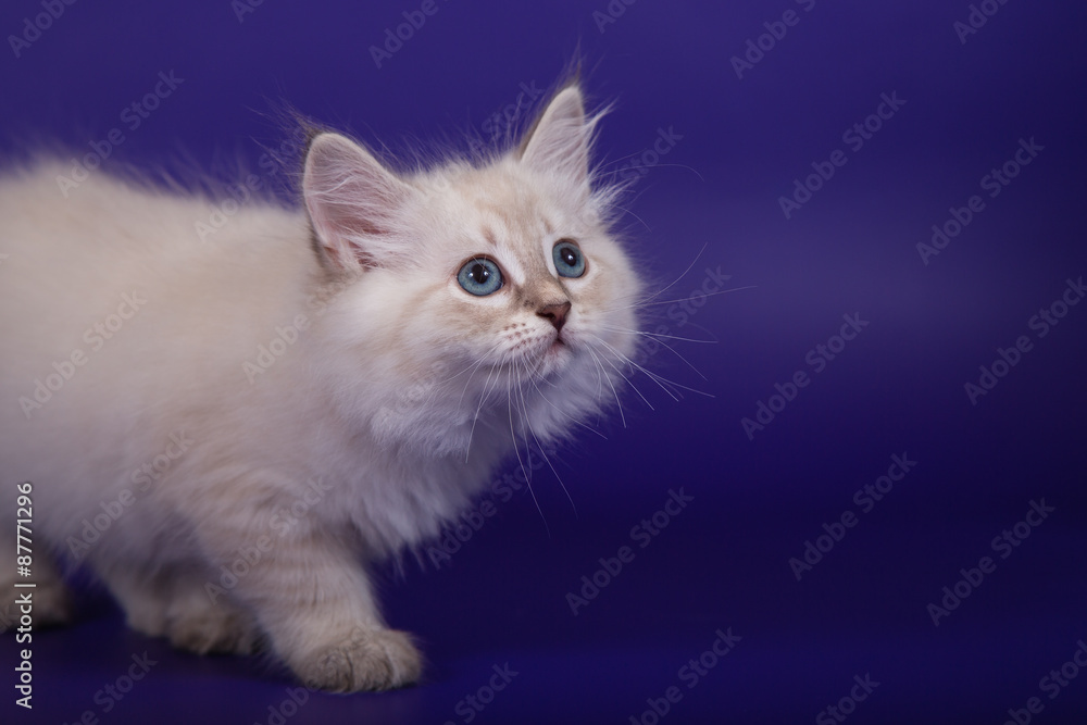 Small Siberian Neva Masquerade kitten on blue purple background. Cat sitting. Small Siberian Neva Masquerade kitten on blue purple background. Cat sitting.