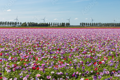 Dutch field with purple blooming anemones