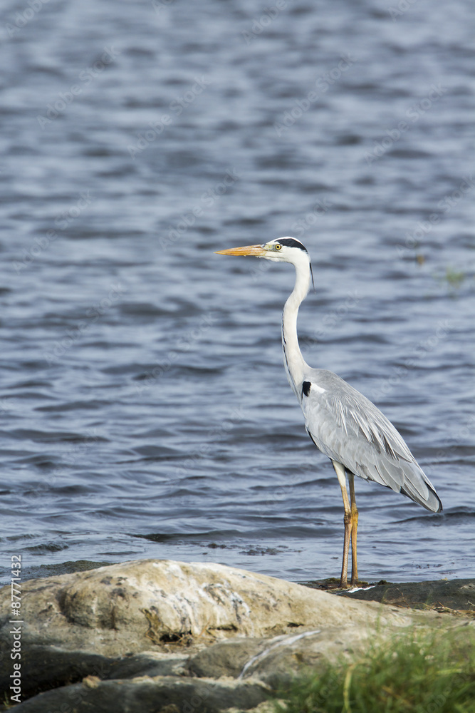 Grey heron in Pottuvil, Sri Lanka
