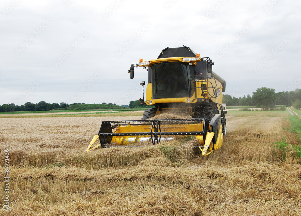 Fototapeta premium GERMANY - Combine harvester on a corn field in action