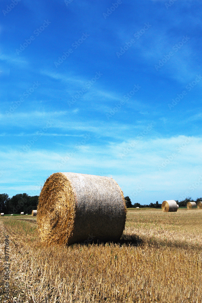 Harvested grain field with straw in the countryside