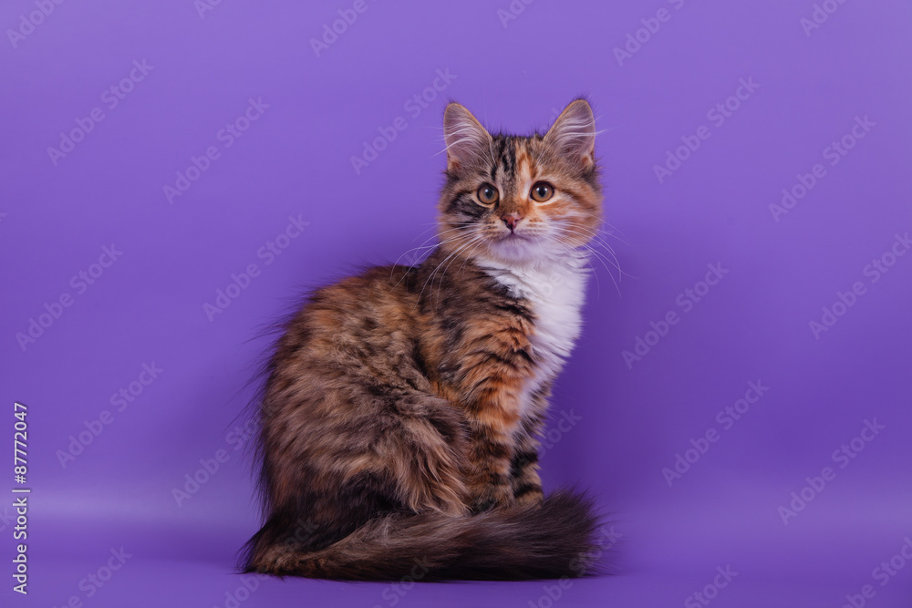 Siberian kitten on lilac violet background. Cat sitting.