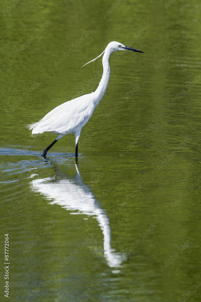 Little egret in Pottuvil, Sri Lanka Little egret in Pottuvil, Sri Lanka