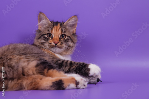 Siberian kitten on lilac violet background. Cat lying.