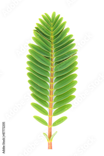 Agasta's leaf isolated on white background