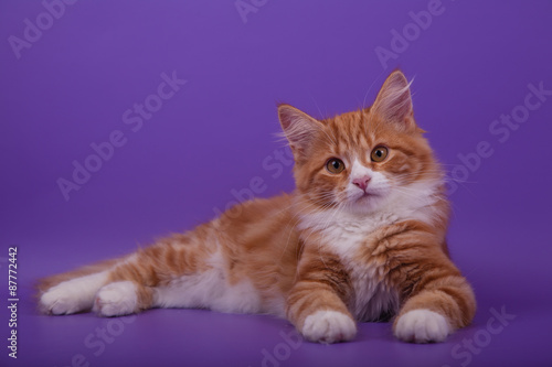 Siberian kitten on lilac violet background. Cat lying. © D'Action Images