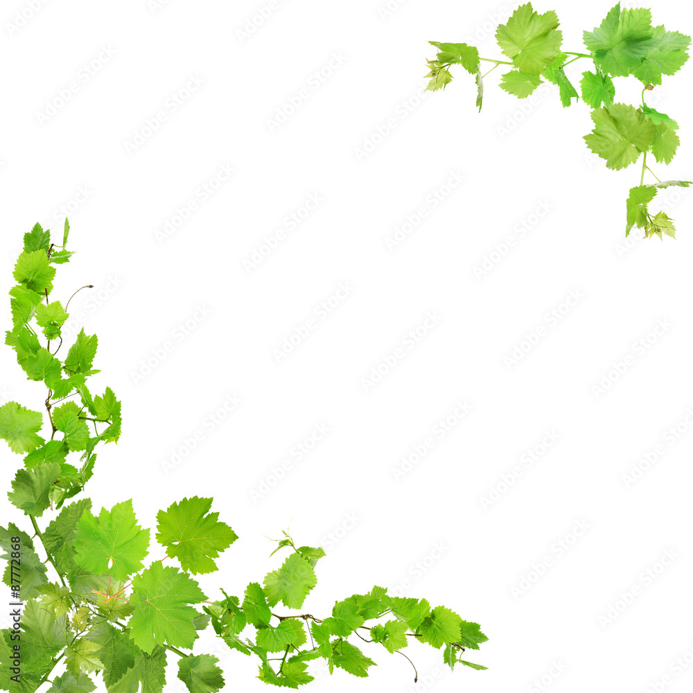 Frame of grape branches with green leaves, isolated on white Frame of grape branches with green leaves, isolated on white