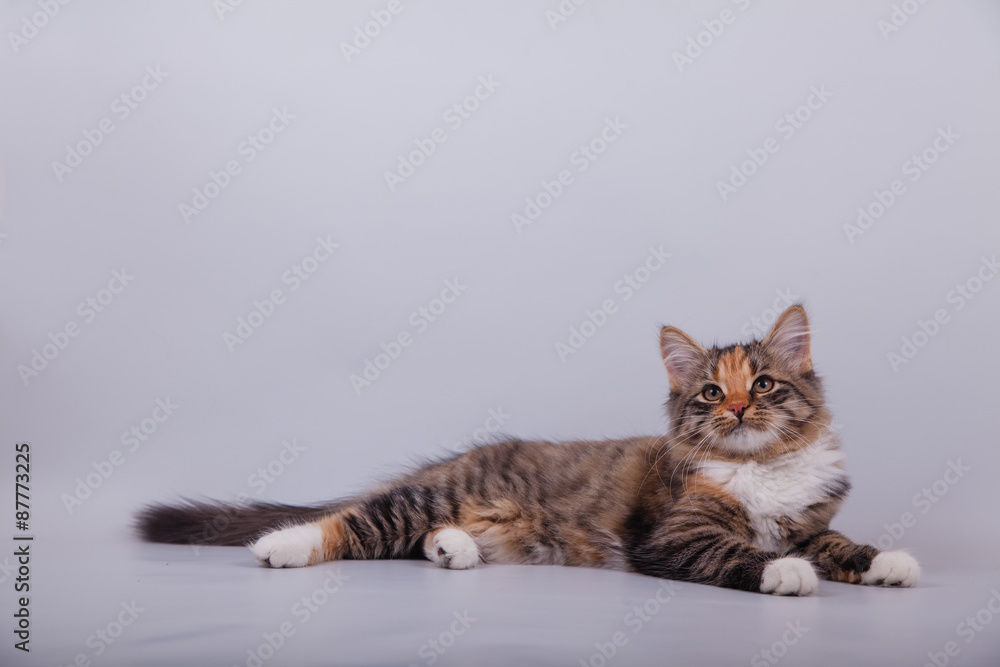 Siberian cat on grey background. Cat lying.