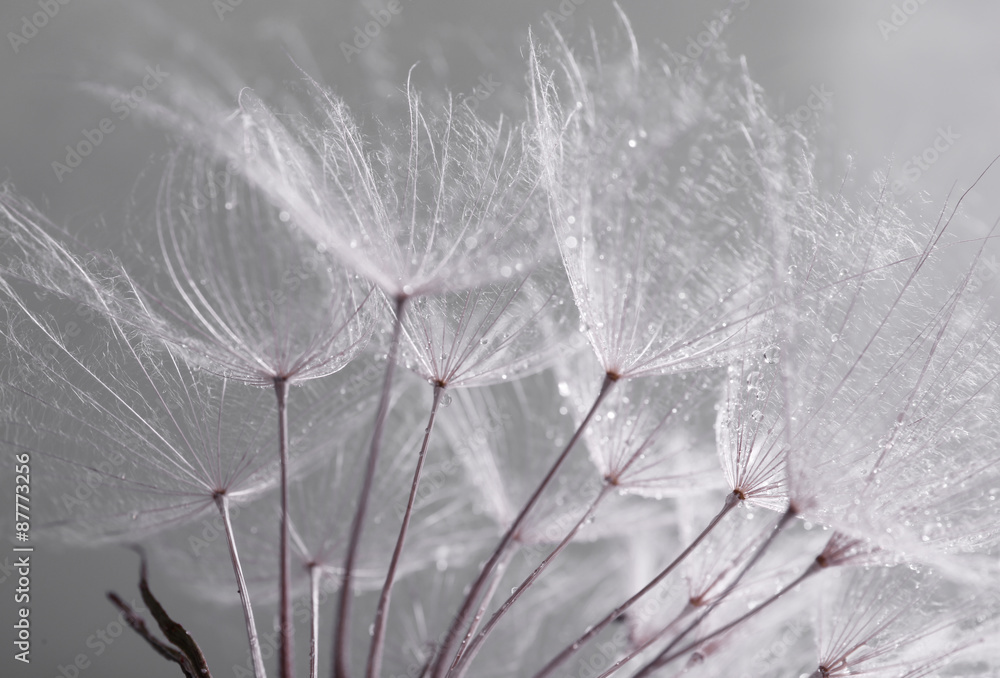Fototapeta Piękny dandelion z ziarnami, makro- widok