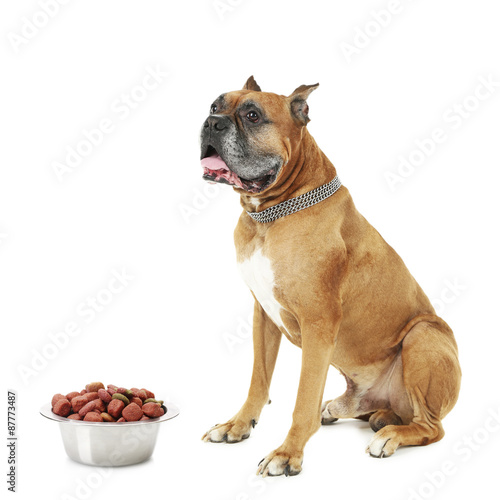 Dog with food isolated on white background