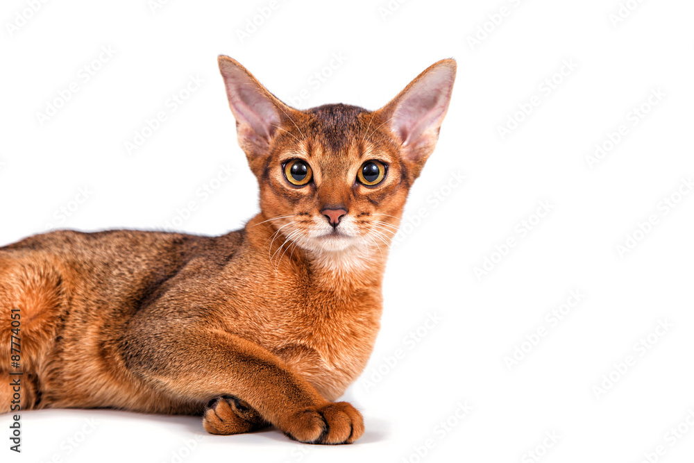 Abyssinian cat on a white background. Cat lying.