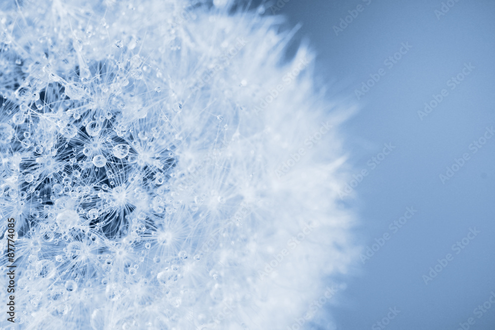 Beautiful dandelion with seeds, close-up Beautiful dandelion with seeds, close-up