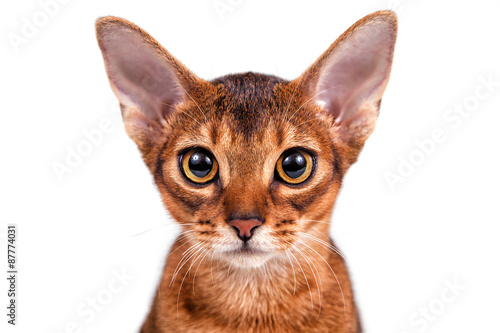 Fototapeta Naklejka Na Ścianę i Meble -  Abyssinian cat on a white background. Close-up.