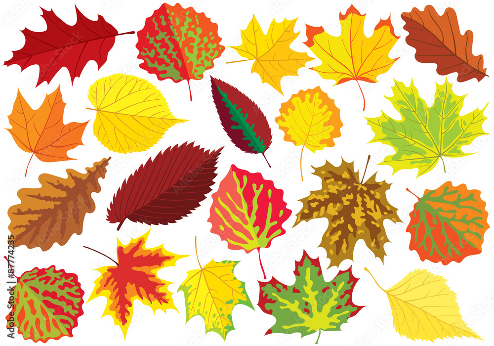 Colorful autumn leaves Colorful autumn leaves