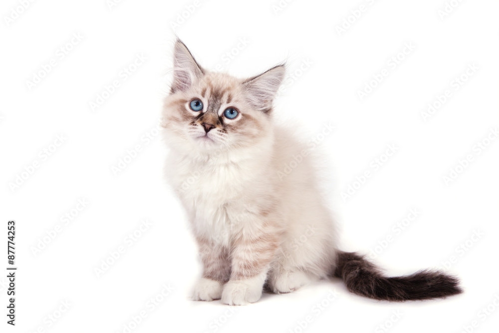Small Siberian Neva Masquerade kitten on white background. Cat sitting. Small Siberian Neva Masquerade kitten on white background. Cat sitting.