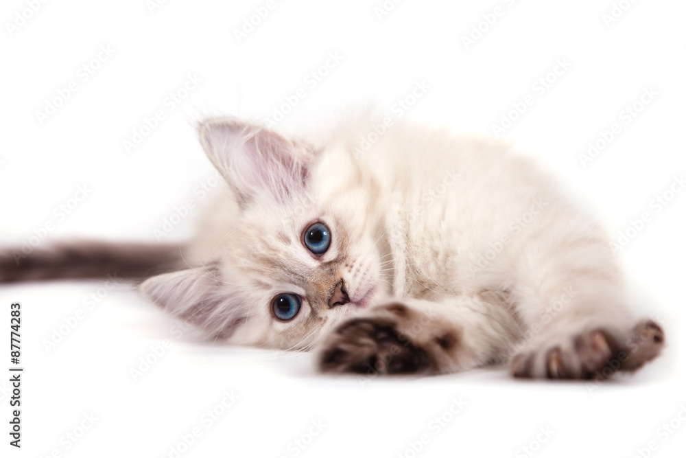 Small Siberian Neva Masquerade kitten on white background. Cat  lying.