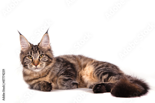 Fototapeta Naklejka Na Ścianę i Meble -  Maine Coon cat lying in front of white background