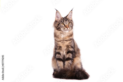 Fototapeta Naklejka Na Ścianę i Meble -  Maine Coon cat sitting in front of white background