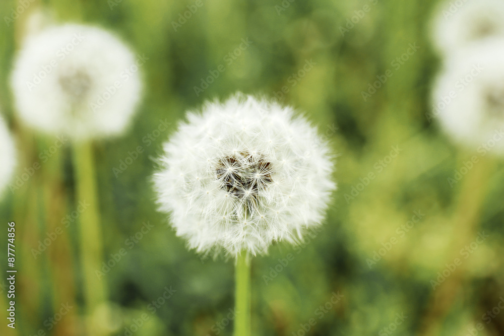 Beautiful dandelions with seeds, close-up Beautiful dandelions with seeds, close-up