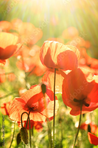 Fototapeta Naklejka Na Ścianę i Meble -  Meadow with beautiful bright red poppy flowers in spring