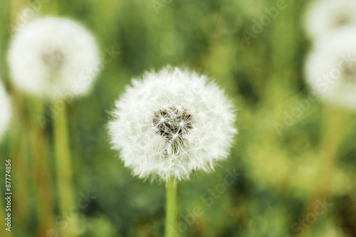 Beautiful dandelions with seeds  close-up