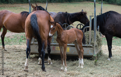 Poulain et chevaux photo