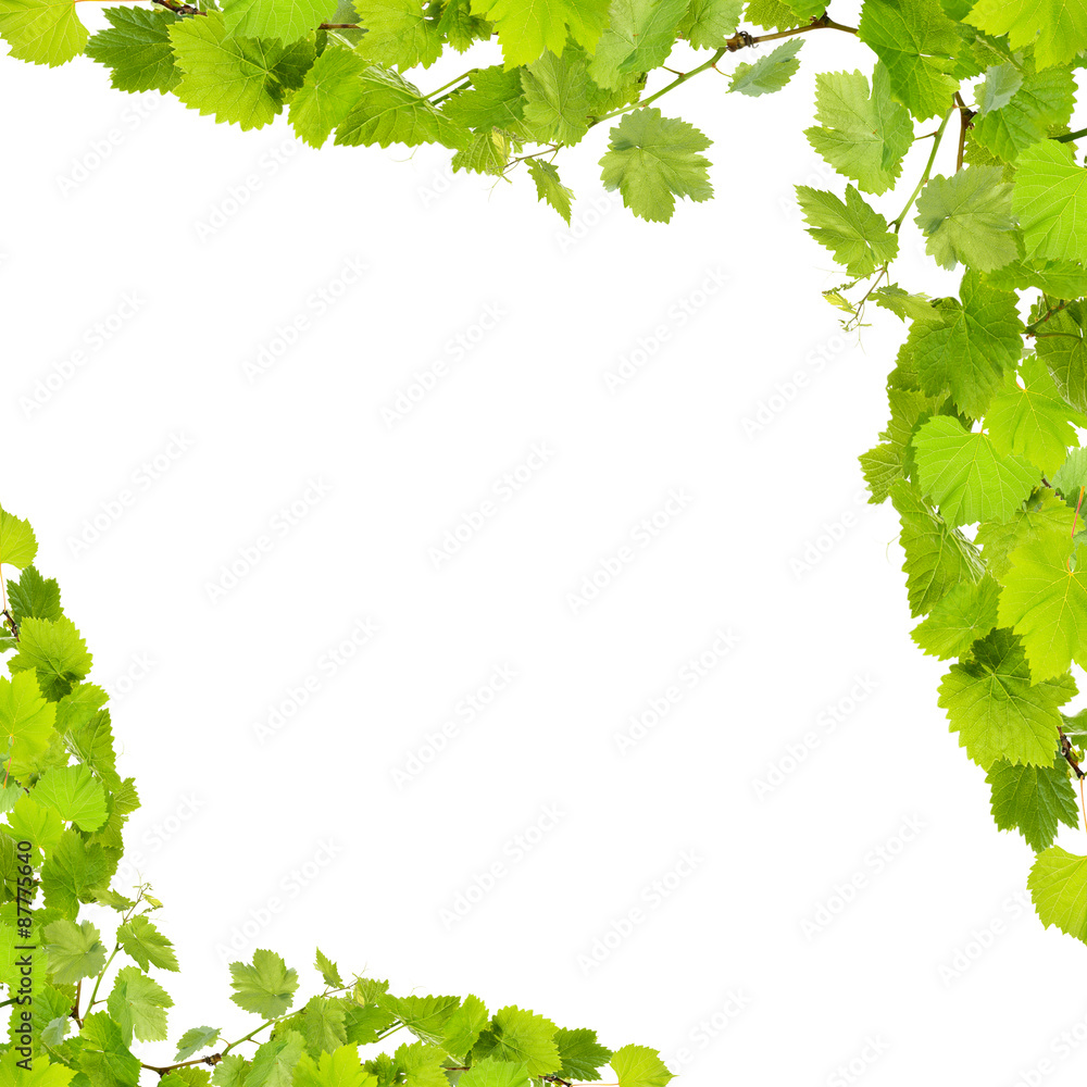 Frame of grape branches with green leaves, isolated on white Frame of grape branches with green leaves, isolated on white
