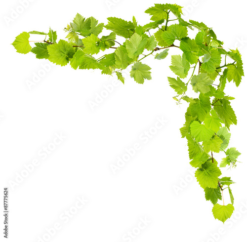 Frame of grape branches with green leaves, isolated on white