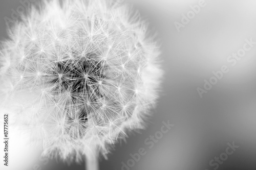 Beautiful dandelion with seeds, close-up © Africa Studio