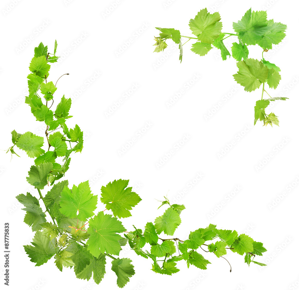 Frame of grape branches with green leaves, isolated on white Frame of grape branches with green leaves, isolated on white