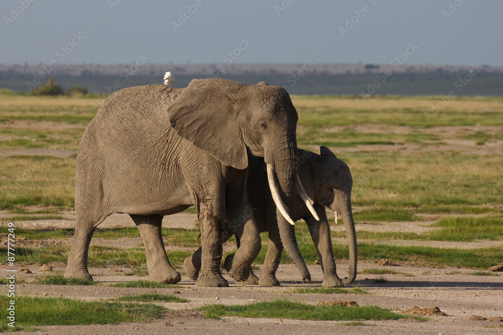 Fototapeta premium Two elephants