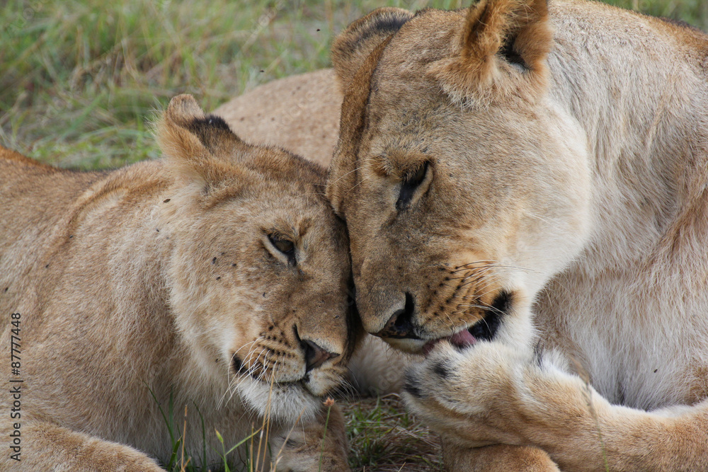 Obraz premium Caressing lions