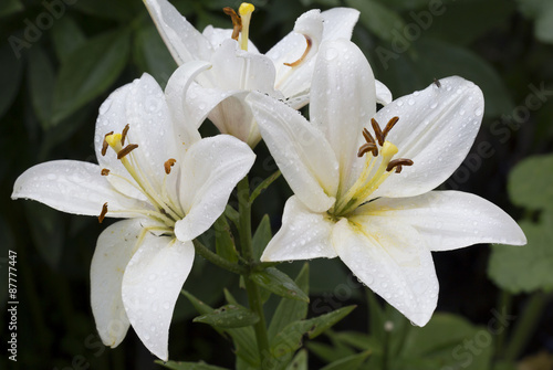 Fototapeta Naklejka Na Ścianę i Meble -  Белая лилия