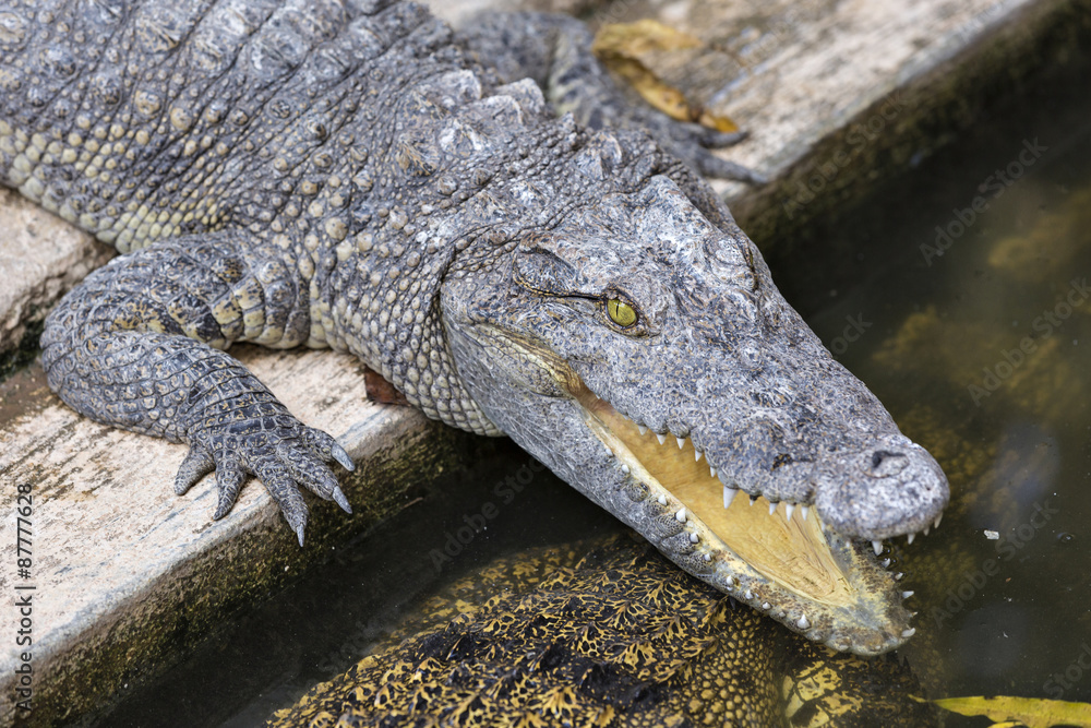 Crocodile chilling out on the Sun with open jaws Crocodile chilling out on the Sun with open jaws