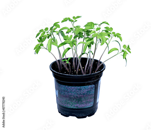 Young tomato sprouts