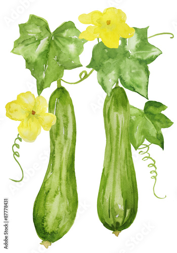 ヘチマ 実と花 水彩イラスト Stock Illustration Adobe Stock ヘチマ 実と花 水彩イラスト Stock Illustration Adobe Stock