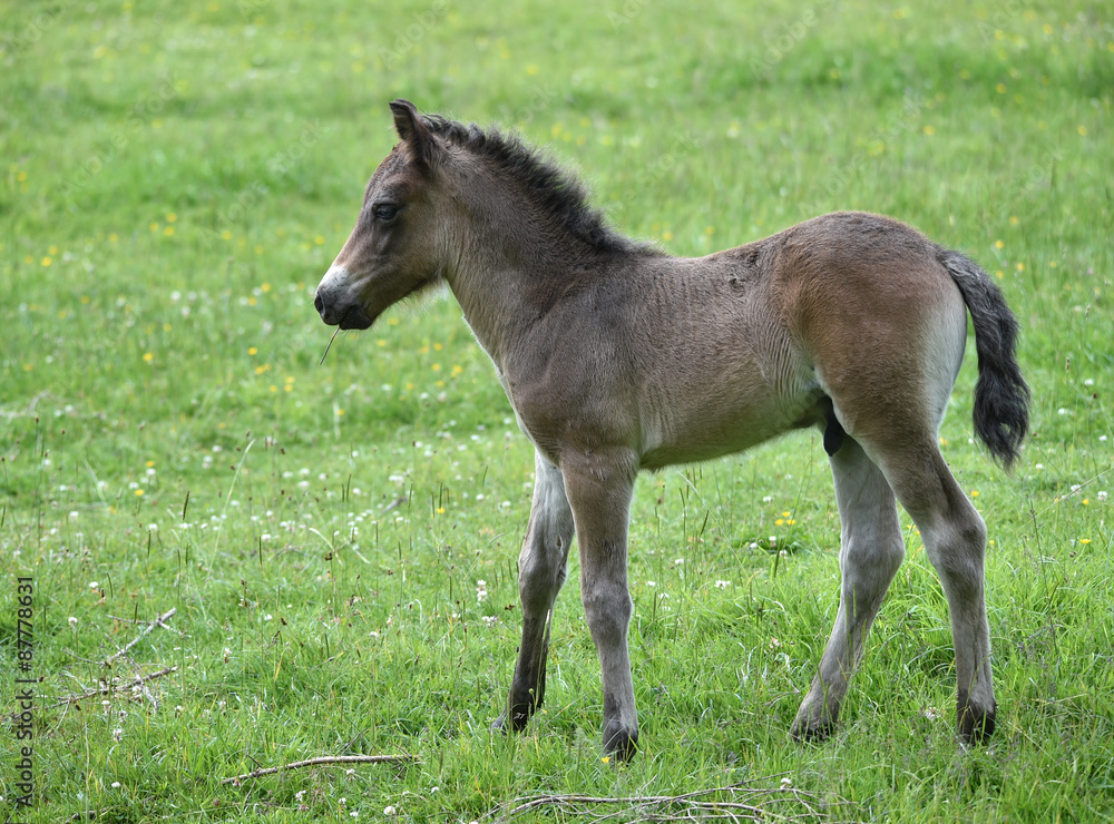 Fototapeta premium Pony