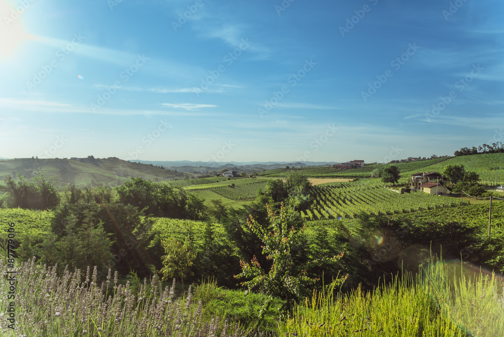 Sweet Hills and Vineyards in a Sunny Day