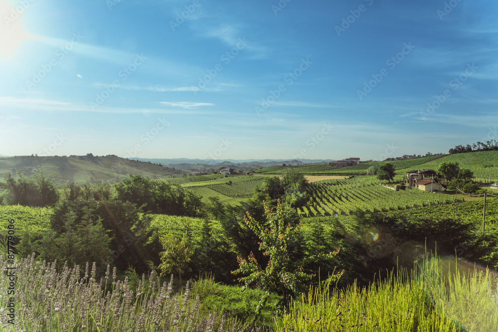 Sweet Hills and Vineyards in a Sunny Day Sweet Hills and Vineyards in a Sunny Day