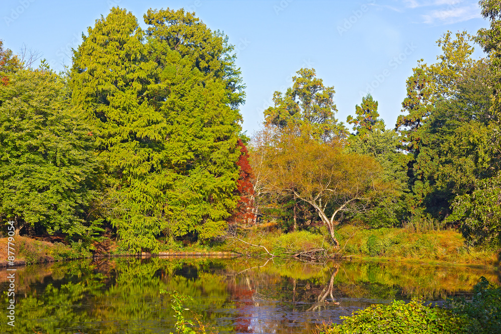 Trees around a small pond in early autumn. 