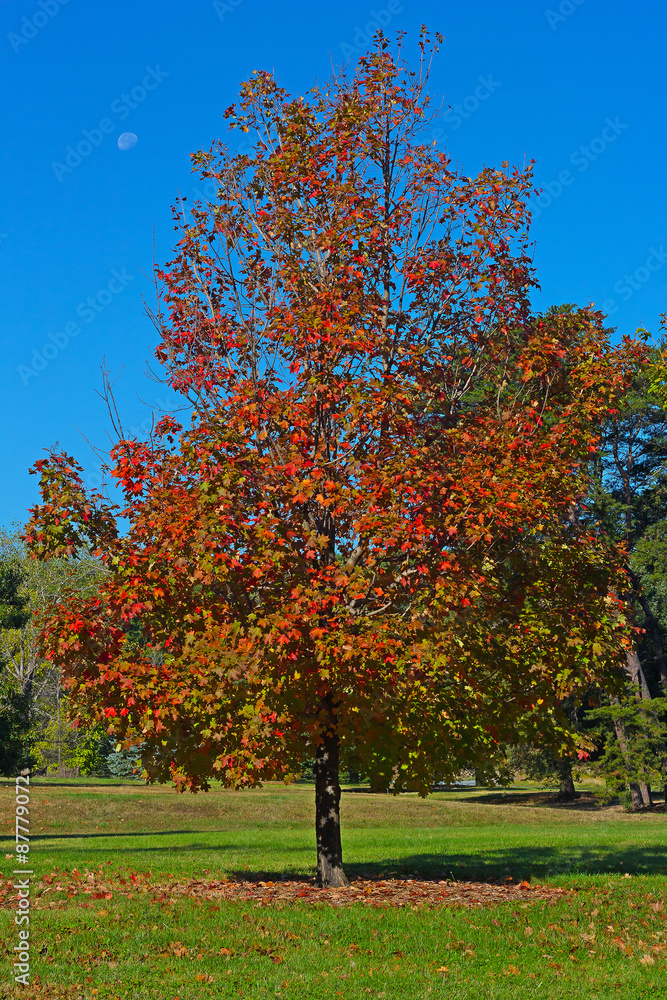 Naklejka premium A maple tree in colorful autumn foliage under the morning skies.