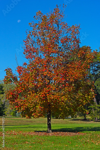 A maple tree in colorful autumn foliage under the morning skies. 