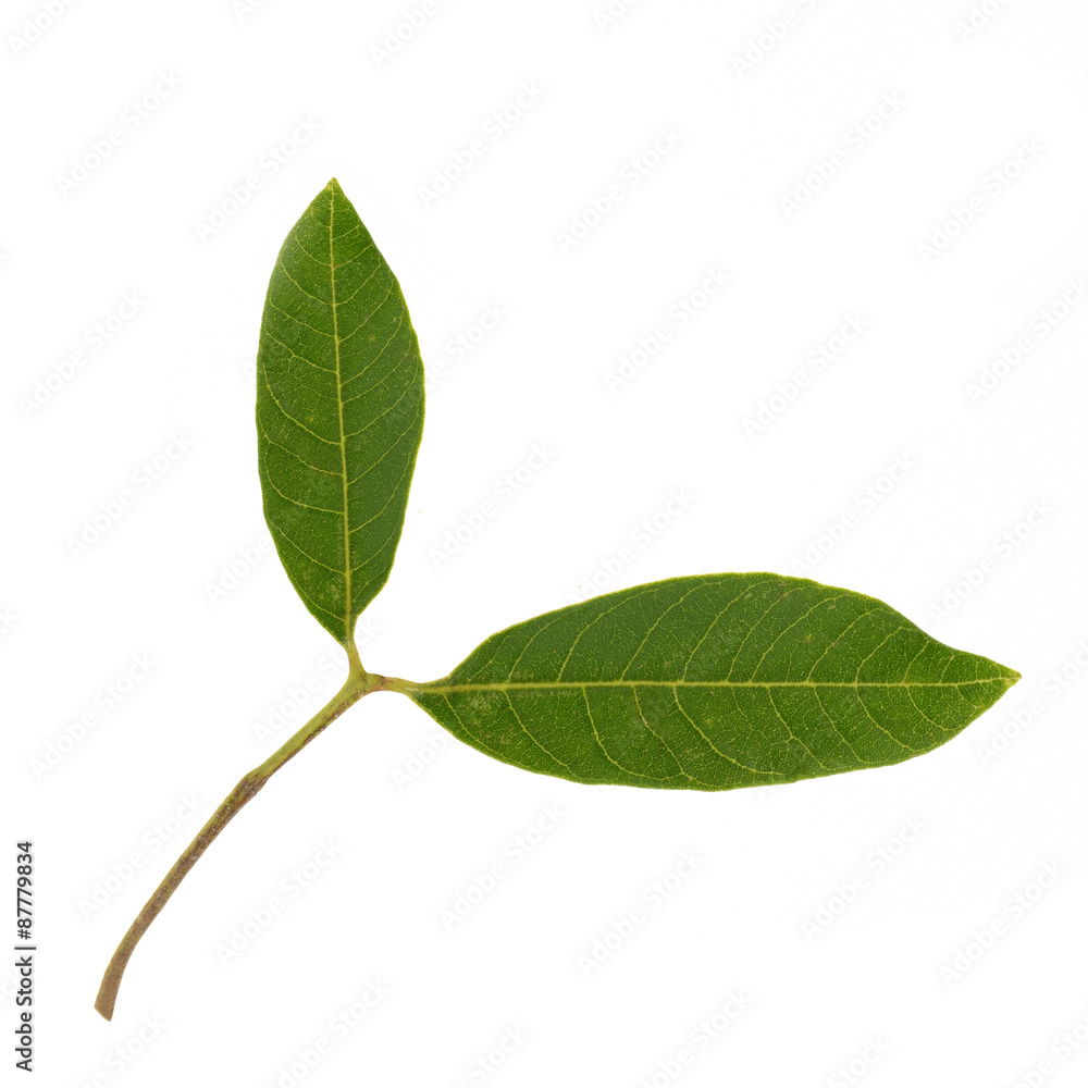 Fototapeta premium Longan leaves